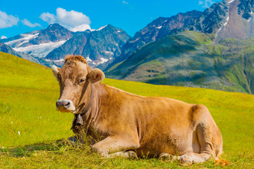 Fototapeta na wymiar Cow in a pasture, Alps mountain in background , Austria