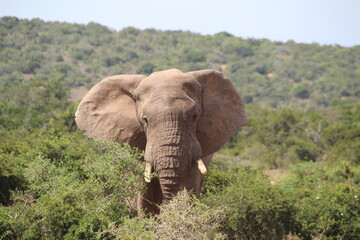 Naklejka na ściany i meble Elephant in Addo Elephant Park, Port Elizabeth, South Africa.