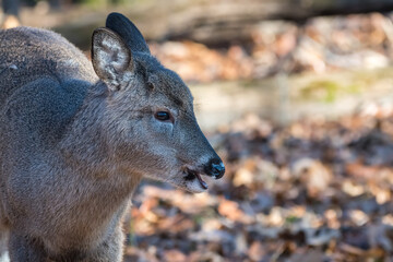 White-tailed deer fawn chewing its cud in the woods