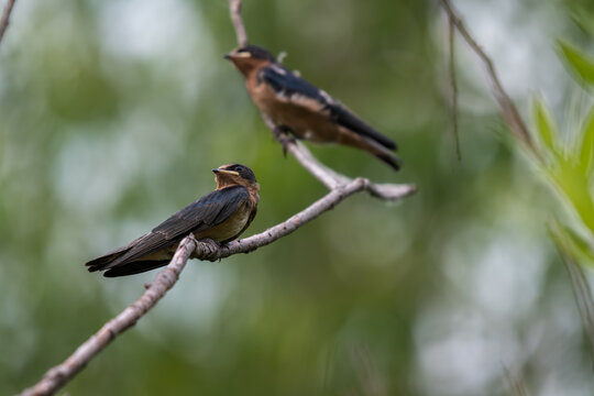 Barn swallow perched on a thin twig with another swallow in the background on the same twig