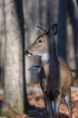 Portrait of white-tailed deer stnading in the forest