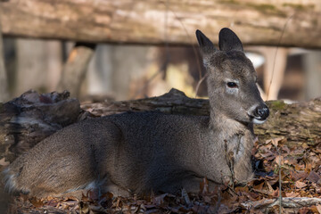 Fototapeta premium White-tailed deer fawn sitting in the woods