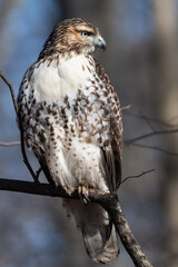 Red-tailed hawk perched on a branch in the woods