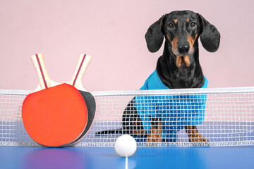 Cute active dachshund dog on ping-pong table, two special small racket and lightweight ball lie in...