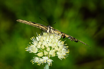 Closeup of butterfly on green onion flower