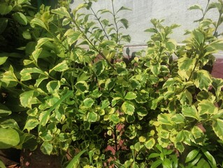 Decorative green leaves in a greenhouse