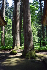 羽黒山の杉並木 ／...