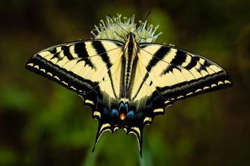 Closeup of butterfly on green onion flower