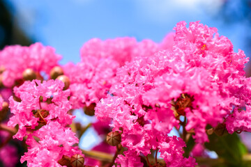 サルが滑らないけれどサルスベリ、一番見頃です