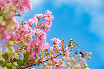 サルは滑らないのにサルスベリ、一番見頃です