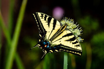 Butterfly on the flower of green onion