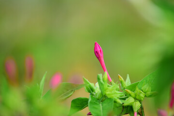 中国では洗澡花（風呂に入る時間から咲くよ）などと呼ばれているオシロイバナの蕾