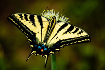 Butterfly on the flower of green onion