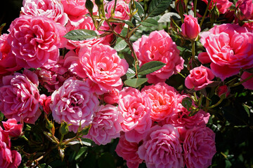 Blossoming pink roses in garden.