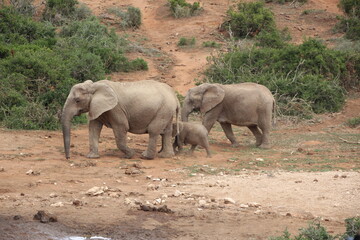 Elephant in Addo Elephant Park, Port Elizabeth, South Africa.