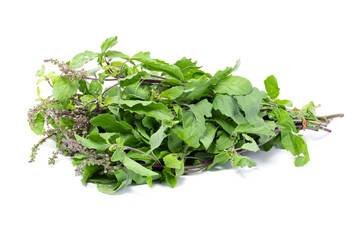 Holy basil leaf isolated on white background
