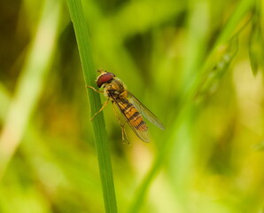 Hoverfly on leaf on grassy background