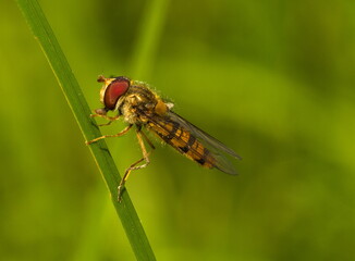 Hoverfly on leaf on grassy background