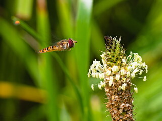 Hoverfly during the flight on grassy background
