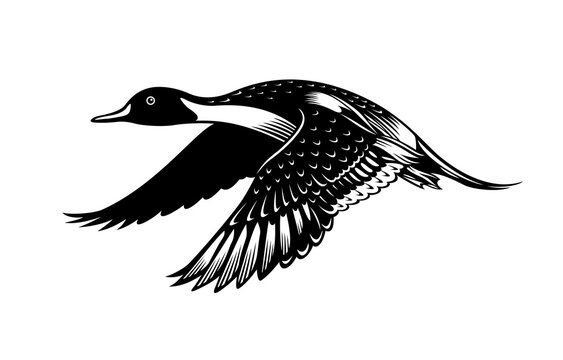 recommend clip art: Duck vector illustration. Vintage line art. Logo design.