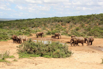 Elephant in Addo Elephant Park, Port Elizabeth, South Africa.