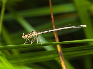 Close up of a dragonfly, Platycnemis pennipes, White-legged damselfly	