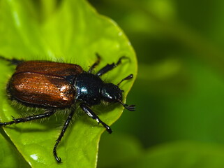 Macro of a beetle on a green leaf