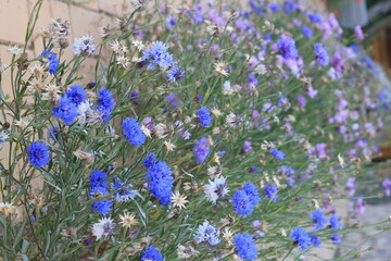 Obraz premium field of lcornflowers flowers