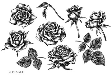 Vector set of hand drawn black and white roses