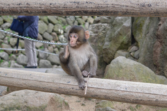 子ザル の画像 1 111 件の Stock 写真 ベクターおよびビデオ Adobe Stock 子ザル の画像 1 111 件の Stock 写真 ベクターおよびビデオ Adobe Stock