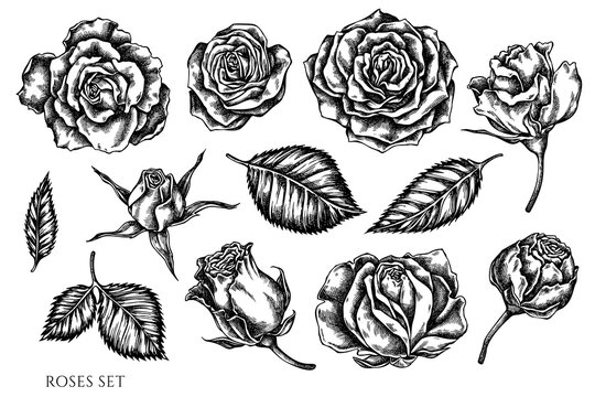 Vector set of hand drawn black and white roses