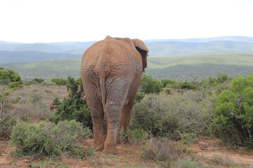 Elephant in Addo Elephant Park, Port Elizabeth, South Africa.