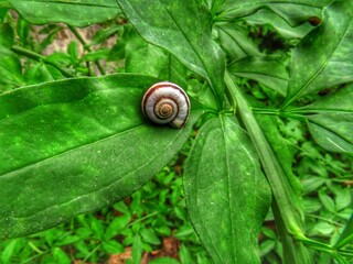 snail on a leaf