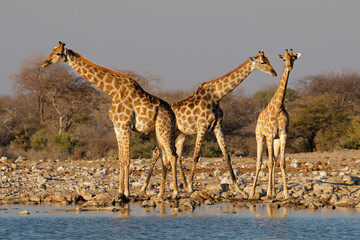 Giraffes (Giraffa camelopardalis) at a waterhole, Etosha National Park, Namibia.