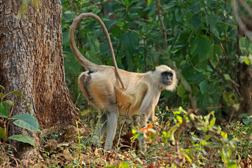 A gray langur monkey (Semnopithecus entellus) in natural habitat, Kanha National Park, India.