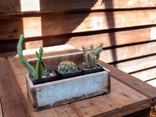 cactus in wooden pots placed on wooden table