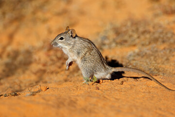 A small striped mouse (Rhabdomys pumilio) in natural habitat, South Africa.