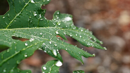 Water drops on the leaves after the rain, papaya leaves.                                