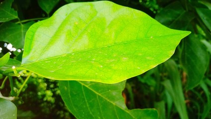 green leaf with water drops