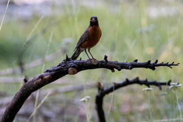 robin perched on a branch