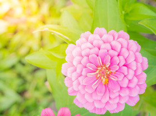 Beautiful pink color of zinnia flower is growing on a spring meadow.