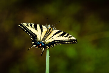 Butterfly on the flower of green onion