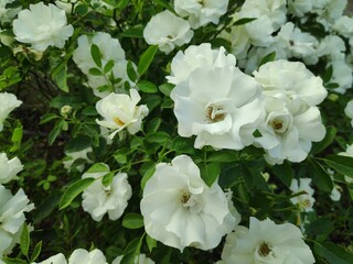 white flowers in garden