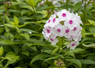 Phlox paniculata bushes at bright day