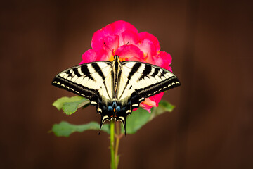 Closeup of a butterfly
