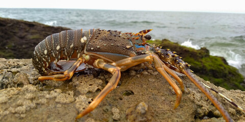 Lobster with sea location inside of rocky area