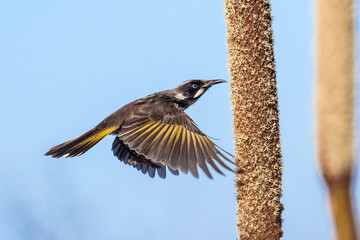 New Holland Honeyeater feeding on an Oval Grass Tree Spike