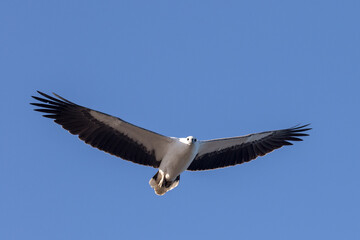 Fototapeta premium White-bellied Sea Eagle in flight