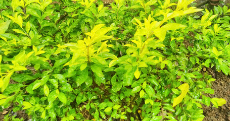 It is beautiful green leaves