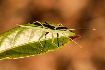 Juvenile Children's Stick Insect resting on green leaf